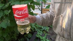 Как сделать ловушку для ос и шершней за 1 минуту.