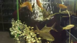 Барбус лещевидный краснохвостый