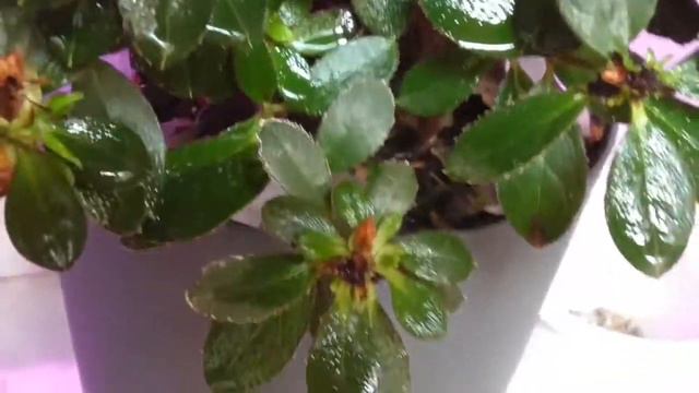 Азалия и кипарис спасаемся от жары смотреть онлайн