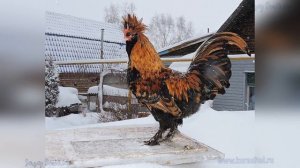 Новогодняя метель Павловский петушок и курочка Pavlovian #chickens #куры Waltz