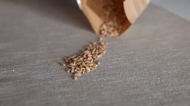 Как прорастить пшеницу