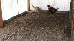 Фазаны едят колорадского жука