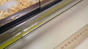 Уход за сухопутной черепахой