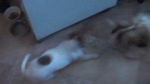 Собачий разговор