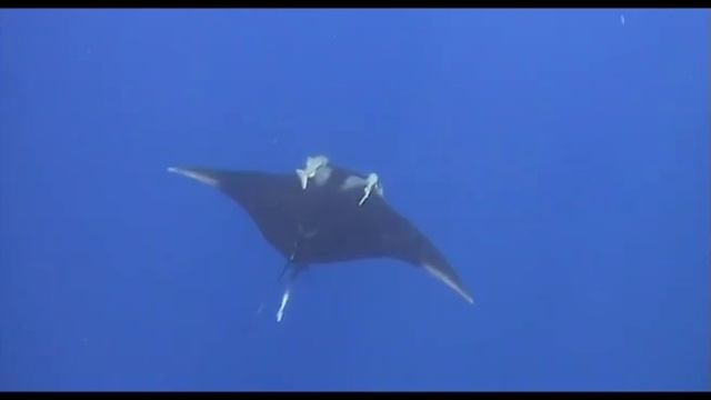 Manta, Ras Nasrani смотреть онлайн