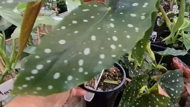 제라늄을 살려줘!~♡ смотреть онлайн