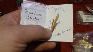 Семена бамбука счастья и попытка вырастить его дома.