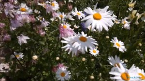 #Стихотворение#Влюбитесь заново в жену#Музыка Павла Ружицкого