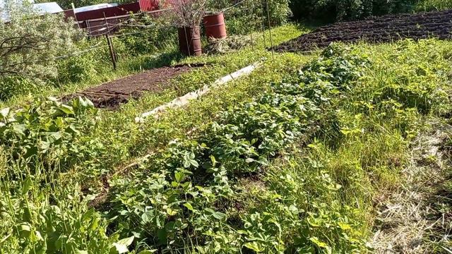 Дачный влог 9 июня 2022 Клубника 🍓 цветёт Мульчирую томаты в теплице 🍅 смотреть онлайн