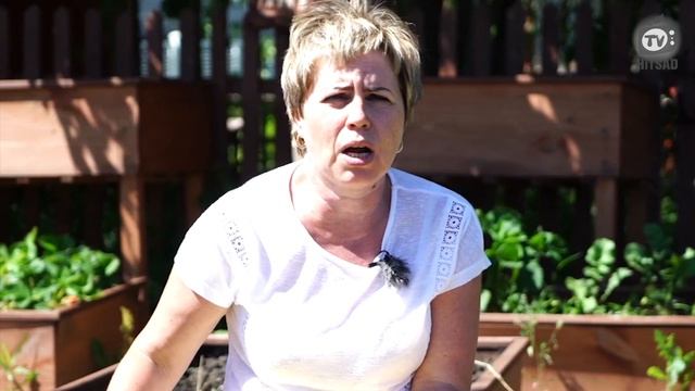 ОПАСНЫЙ Огуречный вирус ‼️ Мозаика Как Вылечить Огурцы ? Советы От Хитсад ТВ смотреть онлайн