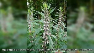 Лучшее средство для сердца и нервов — пустырник трава, польза и вред
