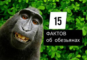 31 удивительных ФАКТА ОБ ОБЕЗЬЯНАХ.