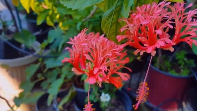 Hibiscus schizopetalus смотреть онлайн