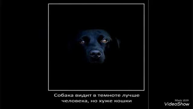 7 Интересных фактов про собак смотреть онлайн