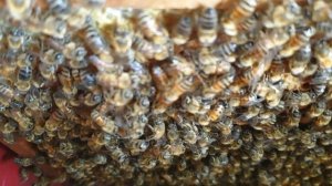 What the worker honeybees react to a new queen