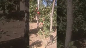 Интенсивный яблоневый сад