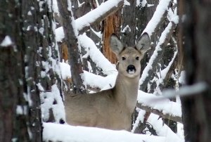 СИБИРСКАЯ КОСУЛЯ В МИНУС 32 градуса .mp4