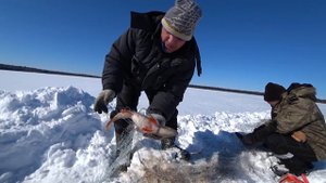 Надолбили щук и окуней. Томская область, зимняя рыбалка на таёжном озере Корчек.