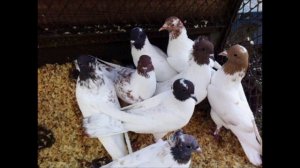 Порода иранских голубей