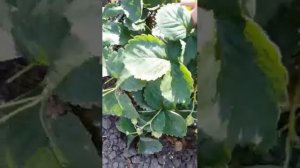 Клубника Элан , 5 октября, с  Высокиничи, Калужская обл.