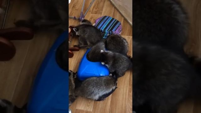 Many funny baby raccoons and a backpack ? много маленьких енотиков и рюкзак . Милота в Дом Енота