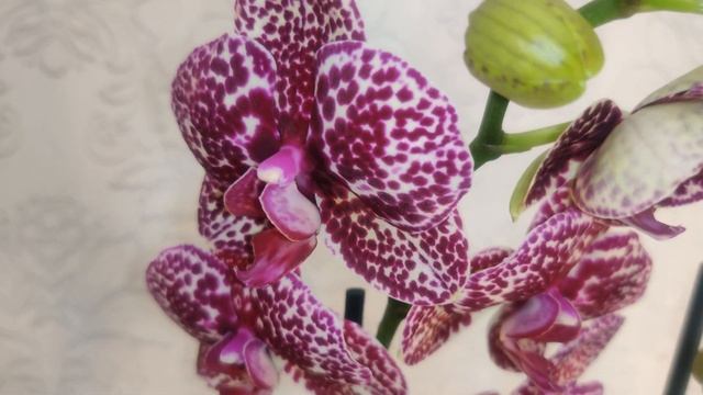 Цветы Вместе Phalaenopsis Wildcat   Фаленопсис Дикий кот 12/60
