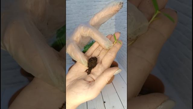 БЕШЕНЫЙ РОСТ Корней. Секрет роста для всей Рассады
