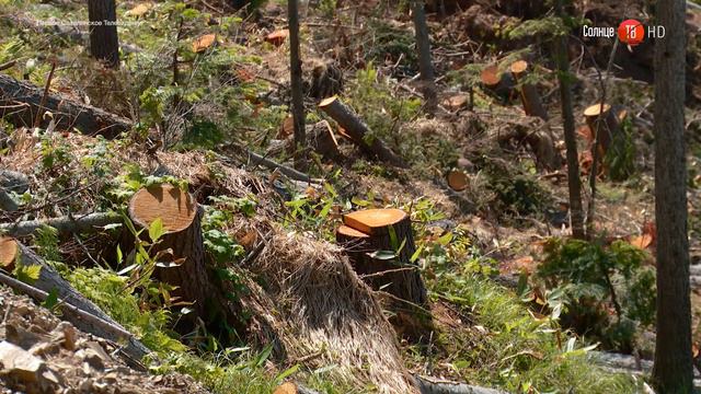 06.10.2017 Руководитель "Углегорск угля" получил условный срок за вырубку участка леса смотреть онлайн