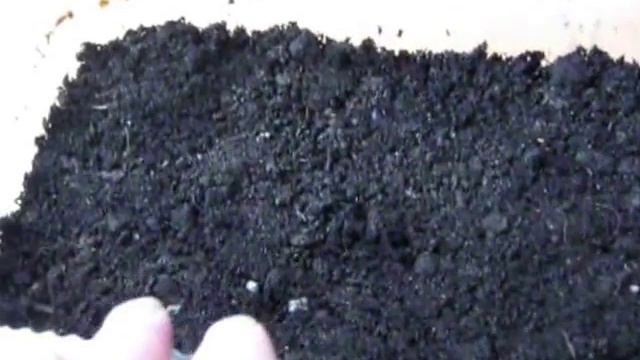 Посев пеларгоний своими семенами ( видио 15 января) смотреть онлайн