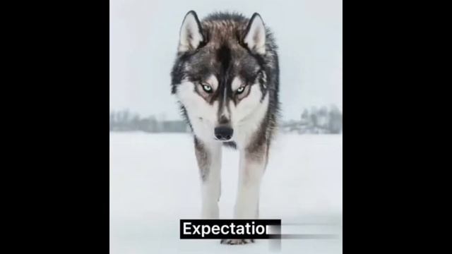 НАРЕЗКА СМЕШНЫХ ВИДЕО ИЮЛЬ 2021. Приколы с животными и людьми смотреть онлайн