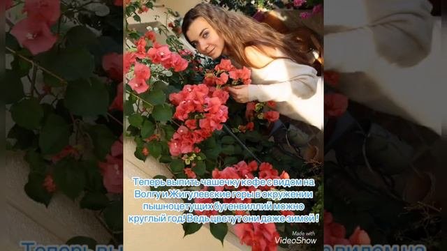 Цветение бугенвиллия