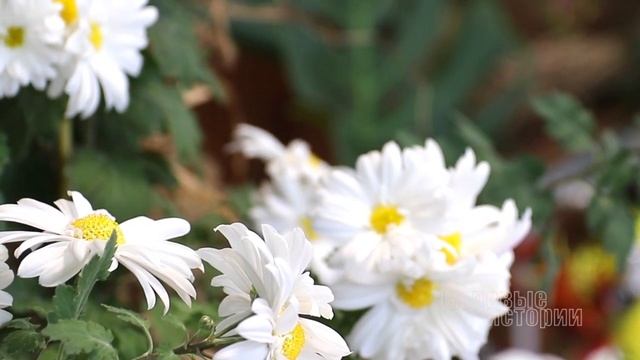 ИМПЕРАТОРСКИЙ ЦВЕТОК // выставка хризантемы индийской в Минске // ботанический сад смотреть онлайн