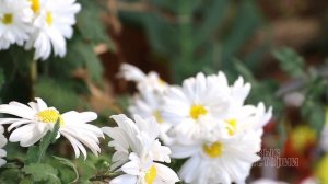 ИМПЕРАТОРСКИЙ ЦВЕТОК // выставка хризантемы индийской в Минске // ботанический сад