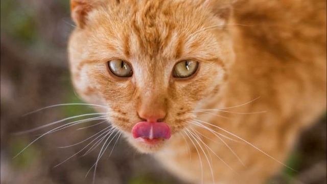 Не обижайте муравья смотреть онлайн