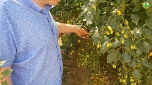 Очень урожайный желтый томат черри. Цвет плодов изумительный.