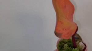 Филодендрон Ред Эмиральд вариегатный/детки растут👍