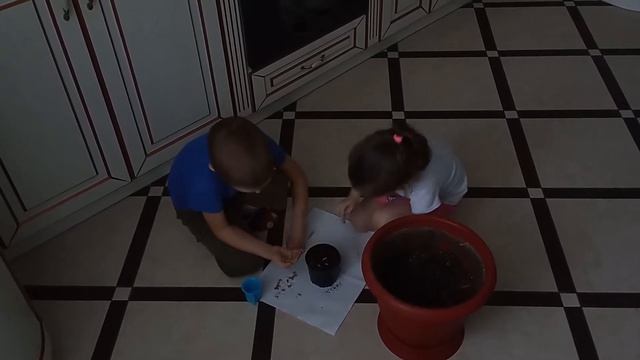 Сажаем мандариновое дерево смотреть онлайн