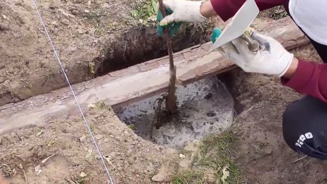 Посадка груши... смотреть онлайн