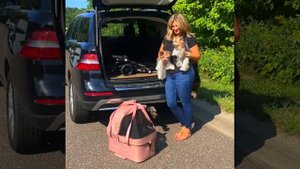 прогулочная коляска для собак