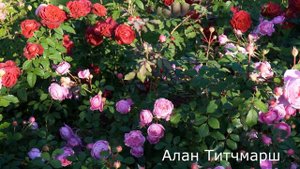 Краткий обзор розы  Алан Титчмарш (Английская)   Alan Titchmarsh (Austin, 2005)