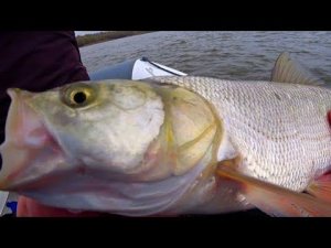 ЭТИХ РЫБИН ЧУВСТВУЕШЬ ВСЕМ ТЕЛОМ! УДАРЫ ОТДАЙ СПИННИНГ! РЫБАЛКА  МЕЧТА