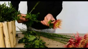 1-minute tutorial with Chrysanthemum Baltazar serie