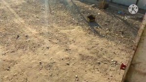 выращивание радужной форели