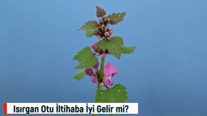 Isırgan Otu Faydaları Nelerdir? Neye İyi Gelir? Isırgan Otu Çayının Faydaları