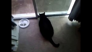 Funny dogs and cats scared of farts compilation (Try not to laugh)