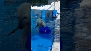 В утренние солнечные денечки белый медведь Амлаз с удовольствием резвится с игрушками в бассейне.