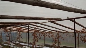 Ремонтантная клубника Кабрилло в октябре