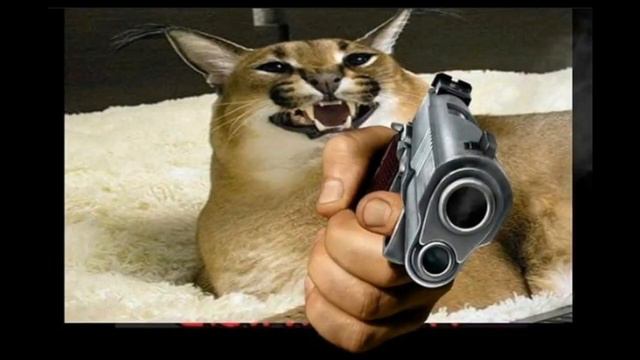 TOP 5 FLOPPAS #floppa #top # bigcat #cat #Caracal #russiancat #russianfloppa #Caracalfloppa