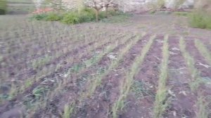 фунгицидная защита чеснока, прополка сорняка.