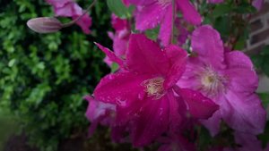 ПЕРЕД СНОМ СЛУШАЙ ИСЦЕЛЯЮЩЕЕ ДУШУ И ДАЮЩЕЕ ПОКОЙ БОЖЬЕ СЛОВО | Смотри тайм-коды | Relaxing